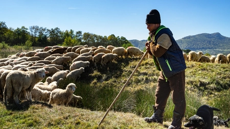 Este tot mai greu să găseşti un cioban în ziua de azi. Fermierii angajează acum oieri din Bangladesh