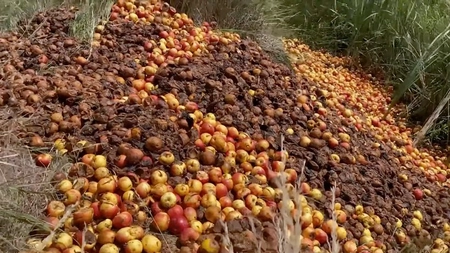 La Fălticeni, producătorii locali de mere au aruncat fructele în câmp