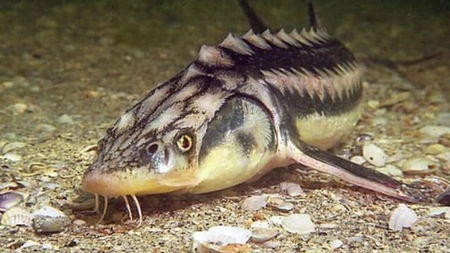 Dezastrul biodiversității din Dunăre. O specie de sturion a dispărut, iar celelalte sunt pe cale de dispariţie