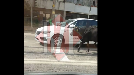 O bovină se ia „la întrecere” cu un autoturism. Animalul, surprins în traficul din Canta - VIDEO