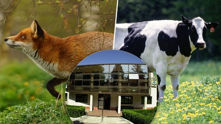 Rabie descoperită la vaca unui ieșean din comuna Lespezi. „Animalul alerga copiii prin curte”