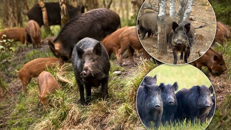 Noi cazuri de pestă porcină africană la mistreți, în Iași. Specialiștii au luat măsuri pentru stoparea răspândirii PPA