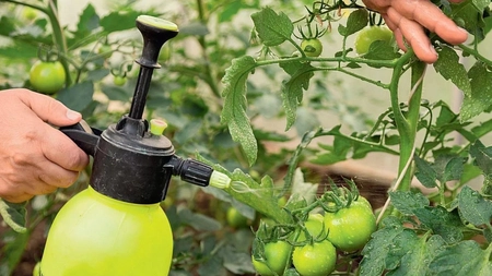 Bicarbonat de sodiu tratament tomate. Soluția care ajută la îmbunătățirea gustului roșiilor