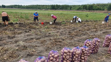Cartofii se scumpesc din cauza secetei din România. Un agricultor lansează un avertisment fără precedent