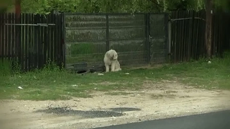 Hachiko de Dolj. Un câine şi-a aşteptat în fața casei stăpânul care a murit, timp de cinci ani