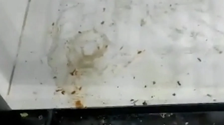 Controale de amploare ale inspectorilor ANPC Giurgiu. Restaurant de fiţe cu gândaci, muşte şi produse expirate