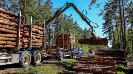 Ungaria permite tăierea copacilor pentru foc, din cauza crizei energiei