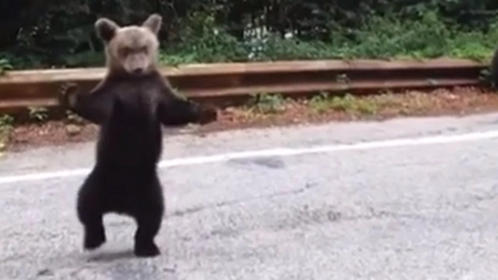 Pui de urs, dornic de afecţiune. Cere îmbrăţişări turiştilor pe Transfăgărășan - VIDEO