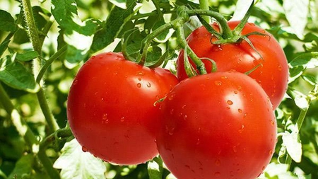 Carența de calciu la tomate. Cum se manifestă, din ce cauze apare și cum poate fi combătută?