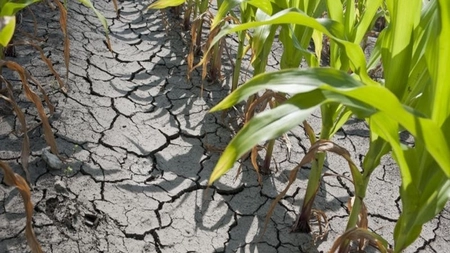 Ministerul Agriculturii: „Seceta a afectat 450.198 hectare în 35 de judeţe” 