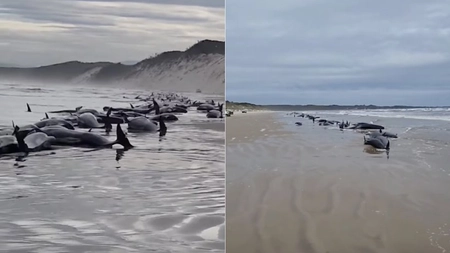 Fenomen inexplicabil în Australia. Peste 200 de balene au eşuat pe o plajă din Tasmania