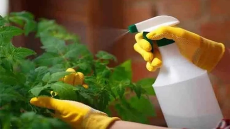Când folosim Mospilan? Pentru ce dăunători este eficientă soluția