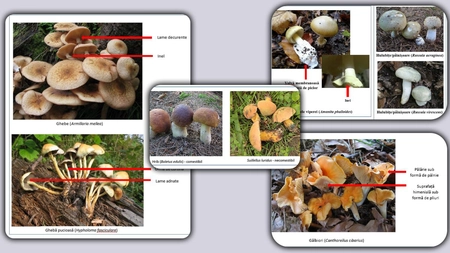 Atenție la ciupercile vândute pe străzile din Iași! Avertisment important al specialiștilor – FOTO