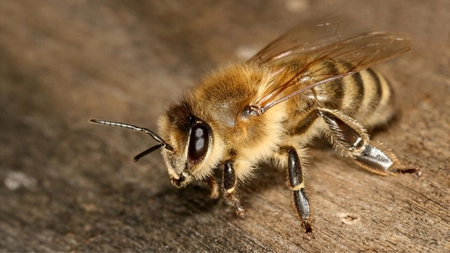 Oamenii de ştiinţă avertizează asupra unei 'apocalipse a insectelor': 