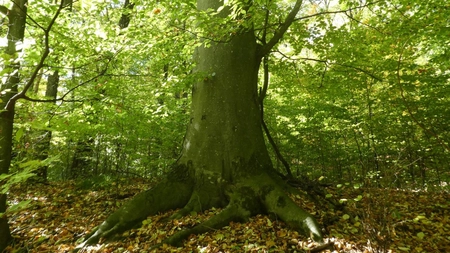 Un fag monumental, descoperit în pădurea Păun. Copacul are o circumferinţă de circa 4 metri - FOTO