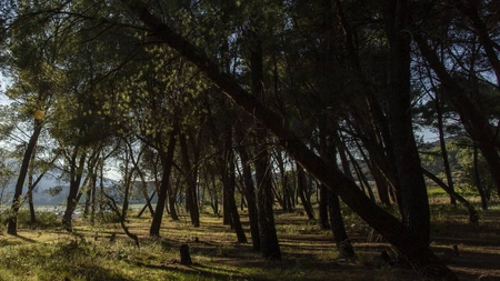 O femeie și-a ascuns mama moartă în pădure, pentru a-i încasa pensia, în Lugoj