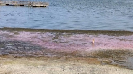 Fenomen bizar la Constanţa. Apa Lacului Techirghiol s-a colorat în roz. Ce spun experţii