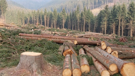 Masacrarea aurului verde din Transilvania de către urmașii foștilor grofi maghiari și criminali de război continuă