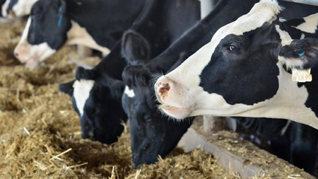 Amendat pentru mizeria în care ține animalele și ”mirosul insuportabil de bălegar”, și-a găsit dreptatea în Instanță