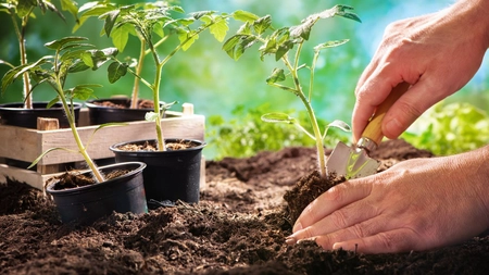 La ce distanța se plantează roșiile în solar. Cum să contribui la randamentul creșterii plantelor?