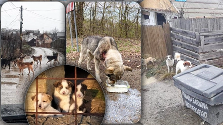 Câinii fără stăpân, o mare problemă în apropierea Iașului! Localnicii se tem că ar putea fi omorâți de animale – VIDEO