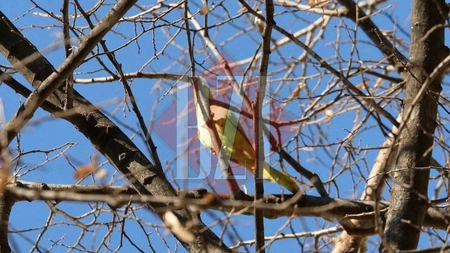 Apariţie neaşteptată în toiul iernii, la Iaşi. Câteva păsări exotice au fost surprinse în centrul oraşului - FOTO