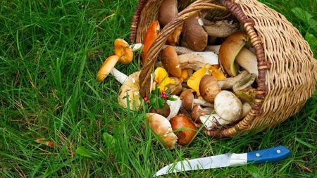 Soiuri de ciuperci comestibile – poze. După ce criterii să te orientezi atunci când mergi la cules