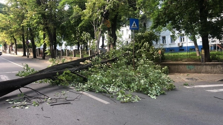 Strada Sărărie, blocată de un arbore căzut. Pompierii intervin pentru a degaja zona