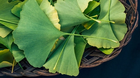 Gingko biloba, un remediu extraordinar pentru numeroase afecțiuni! Care sunt părerile medicilor