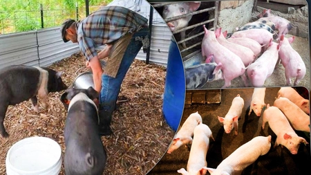 În gospodăriile din Iași nu mai este niciun focar de pestă porcină. Numărul de cazuri la mistreți este în creștere