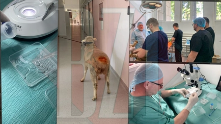 Studenții Clubului de Embriotehnologii al Facultății de Medicină Veterinară au realizat un experiment unic - GALERIE FOTO/VIDEO