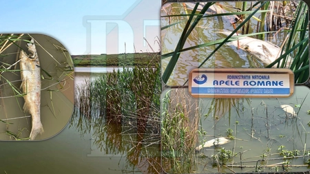 S-a aflat de ce au murit peștii din lacul Ciurbești. Localnicii au fost cei care au dat alarma - FOTO/VIDEO
