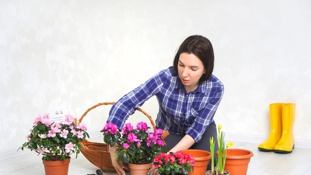 Îngrijirea eficientă a Azaleelor! Iată ce trebuie să faci