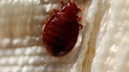 Cea mai bună soluție pentru ploșnițe. Cum să împiedici insectele să se întoarcă în casă
