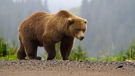 Ursul Carpatin: Monarhul munților în inima Europei! Detalii mai puțin știute despre această specie