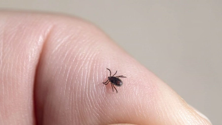 Boala lyme descoperită târziu. Ce tratament să urmezi pentru a evita dezvoltarea afecțiunii