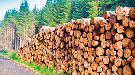 Focuri de armă pentru prinderea unor hoți de lemne, într-o pădure din Suceava. Un bărbat a fost împușcat în coapsă.