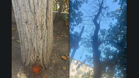 Atenție, ieșeni! Miercuri vor avea loc activități de îndepărtare a unui arbore uscat de pe strada Codrescu