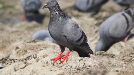 Ce înseamnă când vine un porumbel la tine în curte? Ce vești aduc aceștia?