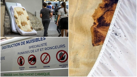 Ploșnițele de pat închid școlile din Franța. Îngrijorarea se extinde și în Belgia: 