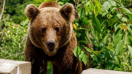 Locuitorii Ploieştiului, avertizaţi din nou despre prezenţa unui urs pe străzile oraşului