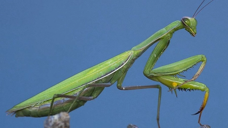 Insecta călugăriță. Cât de periculoasă este aceasta pentru om?