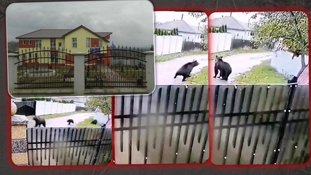 Starea de alertă din comunele din Iași a încetat! Ursoaica și cei doi pui din Ciohorăni nu au mai fost văzuți de o săptămână - FOTO/VIDEO