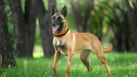 Câinele Malinois, sau ciobănescul belgian! O rasă extrem de apreciată! - FOTO