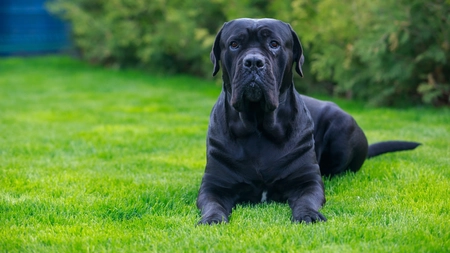 Cum putem îngriji un câine Cane Corso? Este indicat dacă avem copii?