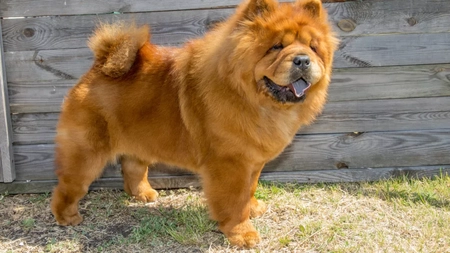 Toate informațiile despre rasa de câine Chow Chow! De ce are limba albastră?