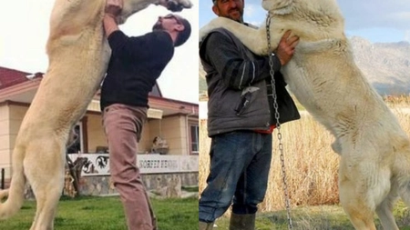 Uriașul câine Kangal care se bate cu urșii! Sfaturi pentru creșterea unui asemenea animal