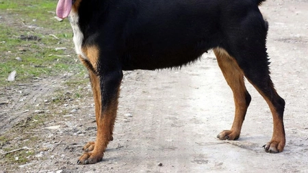 Ce înseamnă un câine din rasa metis?
