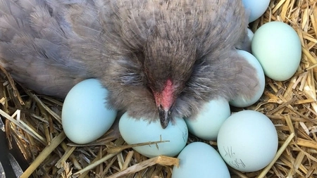 Cele mai sănătoase ouă provin de la rasa de găini Araucana! Toate informațiile despre această rasă