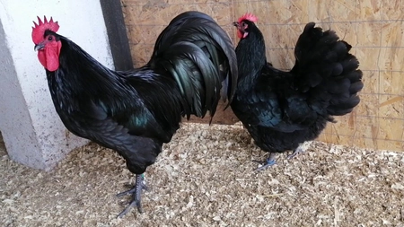 Mic ghid de creștere găini Australorp! Rasa campioană la ouat - FOTO